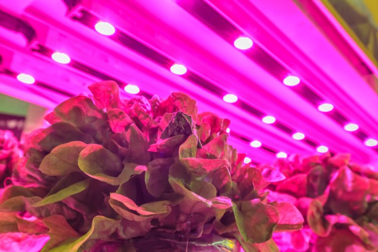 invernaderos led